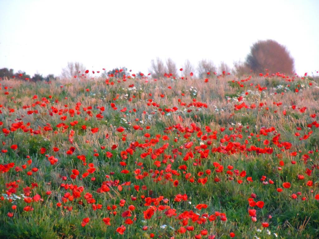 Ærøskøbing Andelen Guesthouse מראה חיצוני תמונה